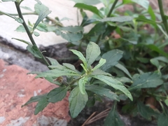 Cyanthillium cinereum