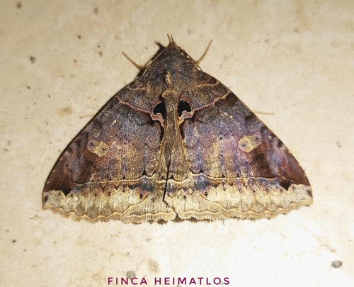 Celiptera levina Stoll, 1781