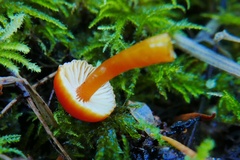 Hygrocybe mucronella