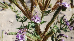Phacelia integrifolia