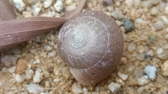 Quantula