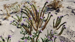 Phacelia integrifolia