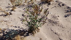 Phacelia integrifolia