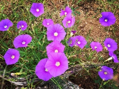 Ipomoea ternifolia