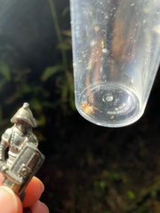 Cheiracanthium inclusum