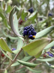 Monnina phillyreoides