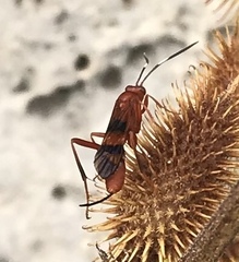 Compsocryptus texensis