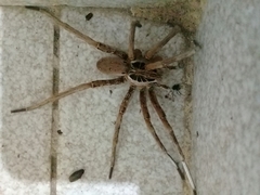 Ancylometes concolor