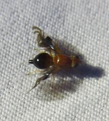 Parastenopa limata