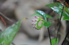 Spigelia hamelioides