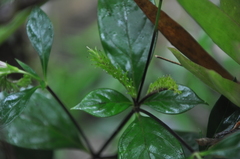 Spigelia hamelioides