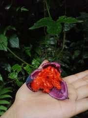 Passiflora sicyoides