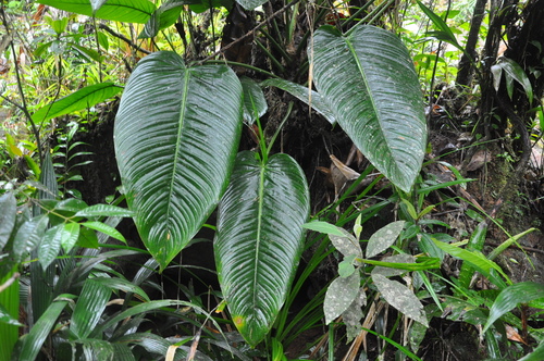 Philodendron scalarinerve image
