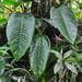 Philodendron scalarinerve - Photo (c) ramon_d, some rights reserved (CC BY-NC), uploaded by ramon_d