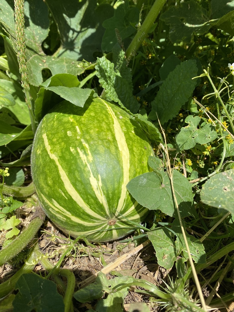 Cucurbita ficifolia