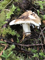 Russula olivacea