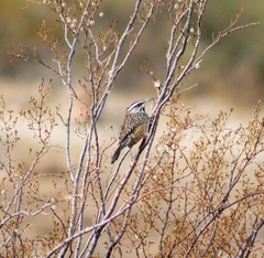 Campylorhynchus brunneicapillus