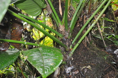 Philodendron scalarinerve
