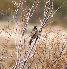 Campylorhynchus brunneicapillus