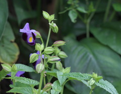Torenia fournieri