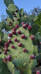 Opuntia stricta