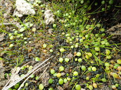 Anoteropsis litoralis