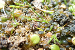 Anoteropsis litoralis