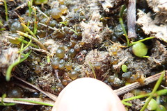 Anoteropsis litoralis