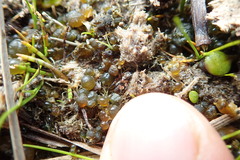 Anoteropsis litoralis