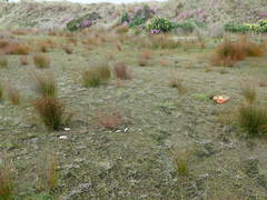 Anoteropsis litoralis