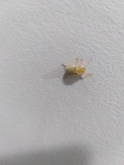 Metaxyonycha octosignata