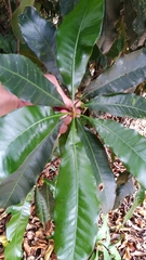 Buchanania arborescens