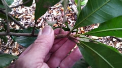 Buchanania arborescens