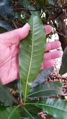 Buchanania arborescens