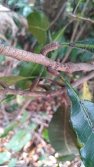Buchanania arborescens
