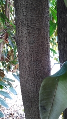 Buchanania arborescens