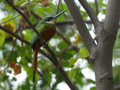 Galbula ruficauda