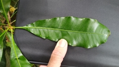 Buchanania arborescens