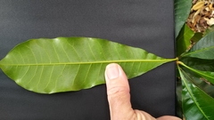 Buchanania arborescens