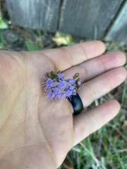 Conoclinium coelestinum