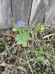 Conoclinium coelestinum