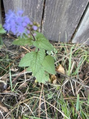 Conoclinium coelestinum