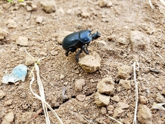 Ceratotrupes fronticornis