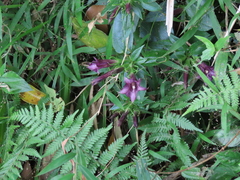 Tripterospermum nienkui