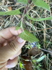 Conoclinium coelestinum