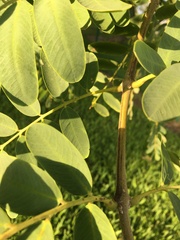Tipuana tipu