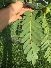 Tipuana tipu