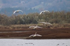 Cygnus columbianus columbianus
