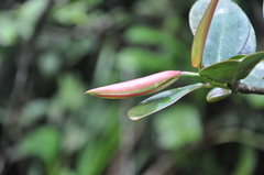 Marcgraviaceae