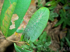 Tanaecia whiteheadi